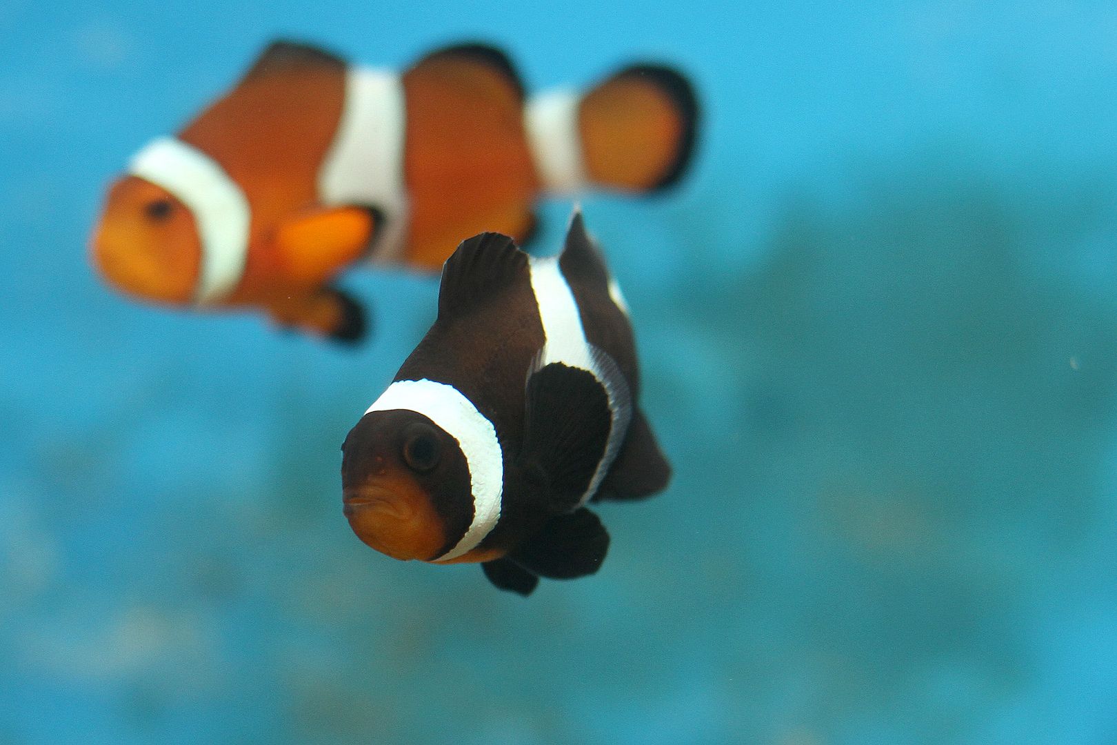Matchless phrase, sexual dimorphism ffreshwater fish advise Sexual dimorphism ffreshwater fish apologise, but